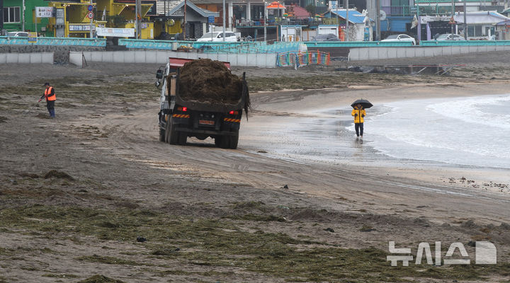 [제주=뉴시스] 우장호 기자 = 한파가 물러가고 비가 내리는 10일 오전 제주시 이호테우해수욕장에 겨울철 불청객인 중국발 괭생이 모자반이 떠내려와 악취를 풍기고 있다. 2026.02.10. woo1223@newsis.com