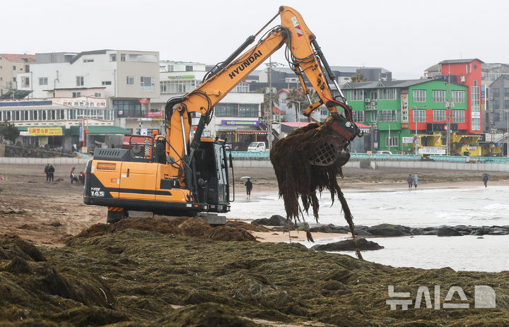 [제주=뉴시스] 우장호 기자 = 한파가 물러가고 비가 내리는 10일 오전 제주시 이호테우해수욕장에 겨울철 불청객인 중국발 괭생이 모자반이 떠내려와 악취를 풍기고 있다. 2026.02.10. woo1223@newsis.com