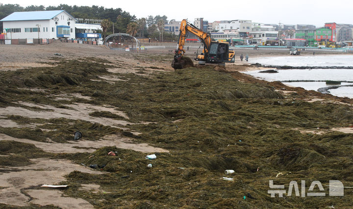 [제주=뉴시스] 우장호 기자 = 한파가 물러가고 비가 내리는 10일 오전 제주시 이호테우해수욕장에 겨울철 불청객인 중국발 괭생이 모자반이 떠내려와 악취를 풍기고 있다. 2026.02.10. woo1223@newsis.com