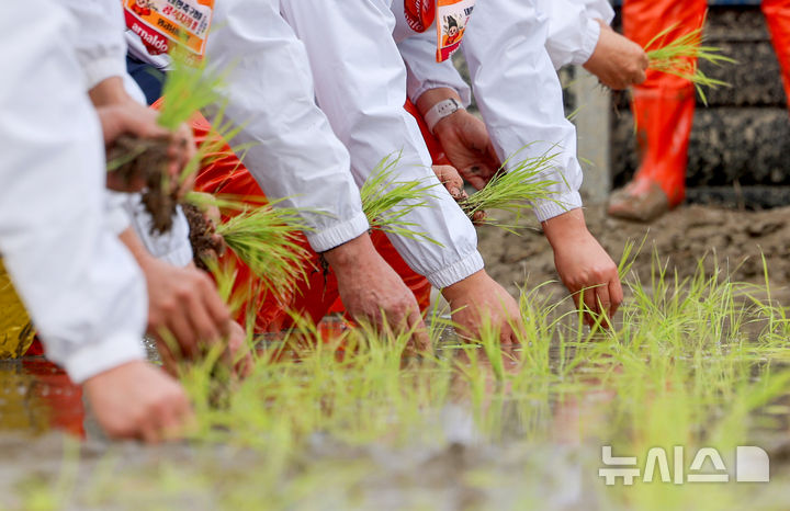 '풍년을 기원하며' 이천서 전국 첫 모내기 [뉴시스Pic]