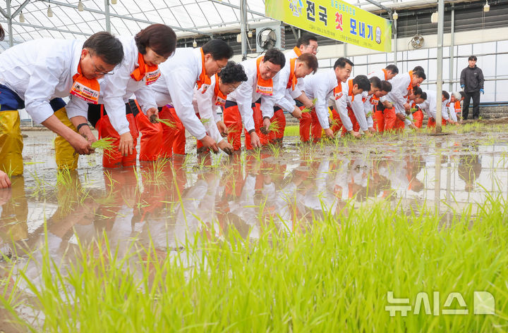 [이천=뉴시스] 김종택 기자 = 10일 경기 이천시 호법면 한 비닐하우스 논에서 열린 '임금님표 이천쌀 전국 첫 모내기' 행사에서 참석자들이 모를 심고 있다. 이날 모내기에 사용된 벼 품종은 진부올벼로 오는 6월에 수확 할 예정이다. (공동취재) 2026.02.10. photo@newsis.com