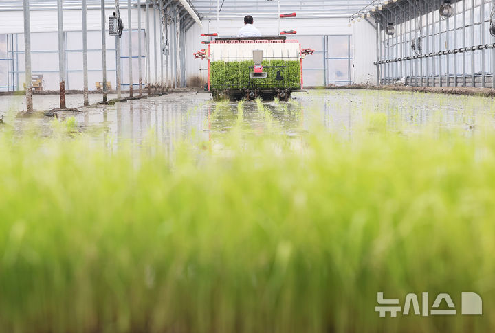 [이천=뉴시스] 김종택 기자 =10일 경기 이천시 호법면 한 비닐하우스 논에서 열린 '임금님표 이천쌀 전국 첫 모내기' 행사에서 농민이 이앙기로 모를 심고 있다. 이날 모내기에 사용된 벼 품종은 진부올벼로 오는 6월에 수확 할 예정이다. (공동취재) 2026.02.10. photo@newsis.com