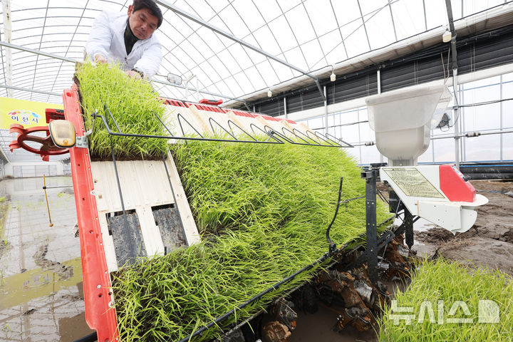 [이천=뉴시스] 김종택 기자 = 10일 경기 이천시 호법면 한 비닐하우스 논에서 열린 '임금님표 이천쌀 전국 첫 모내기' 행사에서 농민이 모판을 이앙기로 옮기고 있다. 이날 모내기에 사용된 벼 품종은 진부올벼로 오는 6월에 수확 할 예정이다. (공동취재) 2026.02.10. photo@newsis.com