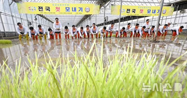 [이천=뉴시스] 김종택 기자 = 10일 경기 이천시 호법면 한 비닐하우스 논에서 열린 '임금님표 이천쌀 전국 첫 모내기' 행사에서 참석자들이 모를 심고 있다. 이날 모내기에 사용된 벼 품종은 진부올벼로 오는 6월에 수확 할 예정이다. (공동취재) 2026.02.10. photo@newsis.com