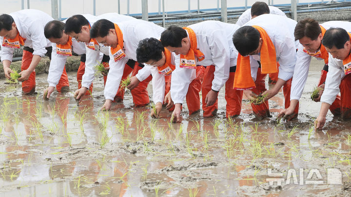 [이천=뉴시스] 김종택 기자 = 10일 경기 이천시 호법면 한 비닐하우스 논에서 열린 '임금님표 이천쌀 전국 첫 모내기' 행사에서 참석자들이 모를 심고 있다. (공동취재) 2026.02.10. photo@newsis.com