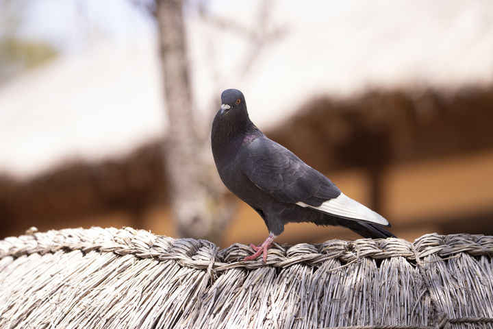 금은방 덮친 비둘기, 160만원 목걸이 물고 달아나