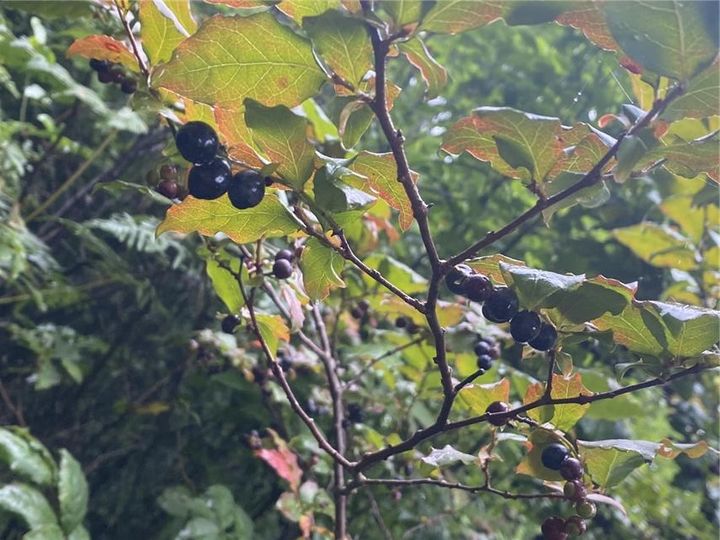 [봉화=뉴시스] 정금나무 (사진=한국수목원정원관리원 제공) 2026.02.11. photo@newsis.com *재판매 및 DB 금지