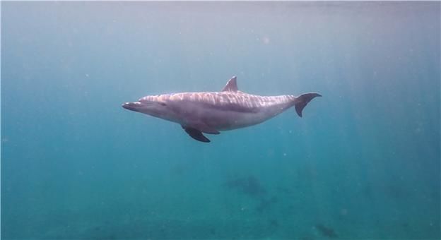 [부산=뉴시스] 국립수산과학원 고래연구소는 최근 강릉항 인근 해역에 지속적으로 출현하고 있는 돌고래에 대한 현장 조사를 실시한 결과, 어린 남방큰돌고래임을 공식 확인했다고 11일 밝혔다. (사진=수과원 제공) 2026.02.11. photo@newsis.com *재판매 및 DB 금지