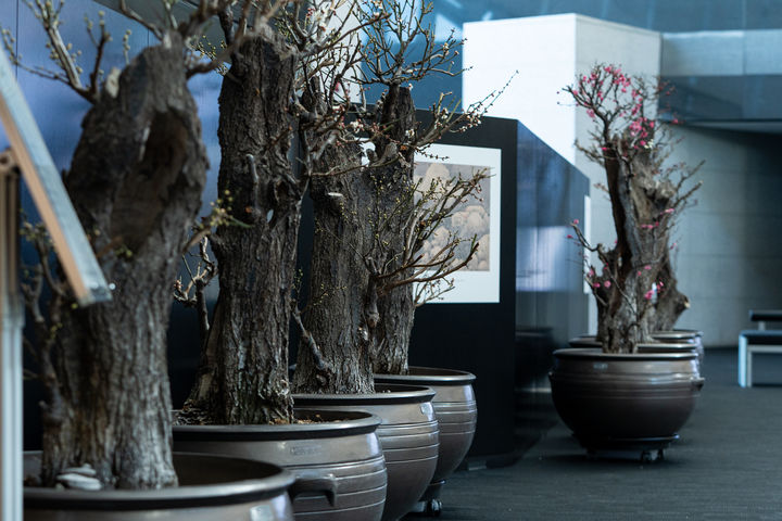 [서울=뉴시스] 국립중앙박물관 '입춘매향' 전시 (사진=국립중앙박물관 제공) 2026.02.11. photo@newsis.com *재판매 및 DB 금지