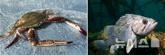 전남 진도·신안 연안에 꽃게·볼락류 산란 서식장 짓는다