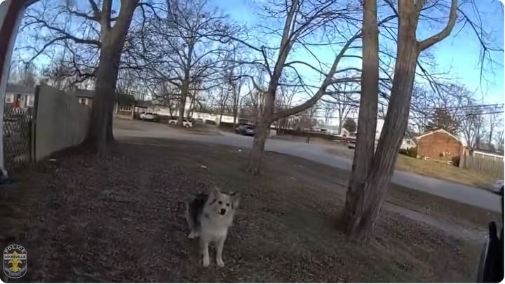 "이봐, 아이 찾아와" 경관 농담에…실종 아동 구한 美 '천재 영웅견'