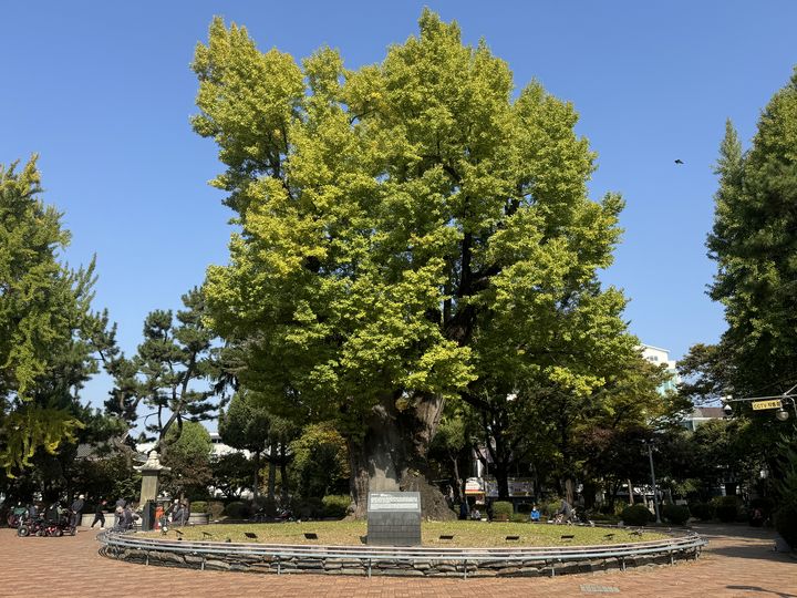 [서울=뉴시스] ‘청주 압각수 (사진=국가유산청 제공) 2026.02.12., photo@newsis.com *재판매 및 DB 금지
