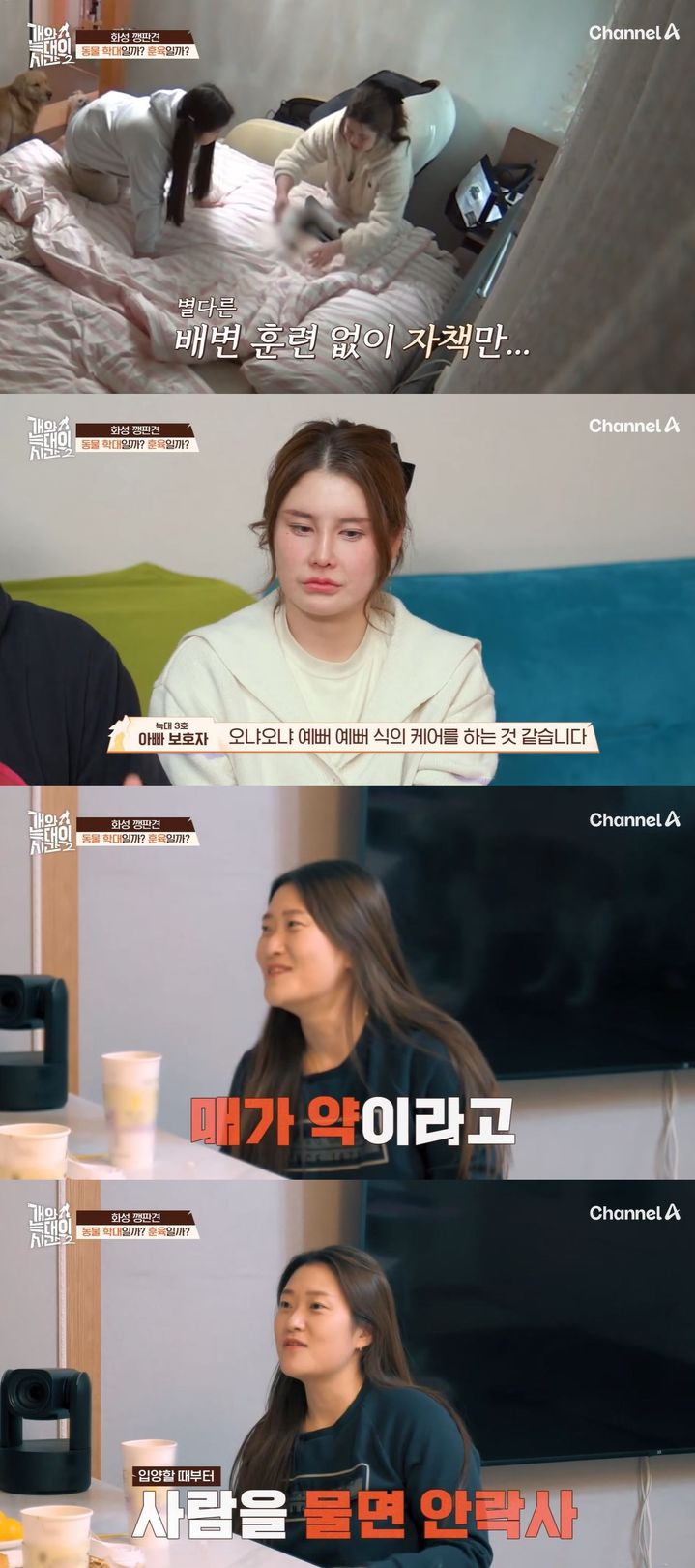 [서울=뉴시스] 지난 11일 방송한 채널A 예능 프로그램 '개와 늑대의 시간2'에선 경기도 화성에서 문제견을 키우는 가정이 공개됐다. (사진=채널A '개와 늑대의 시간2' 캡처) 2026.02.12. photo@newsis.com *재판매 및 DB 금지