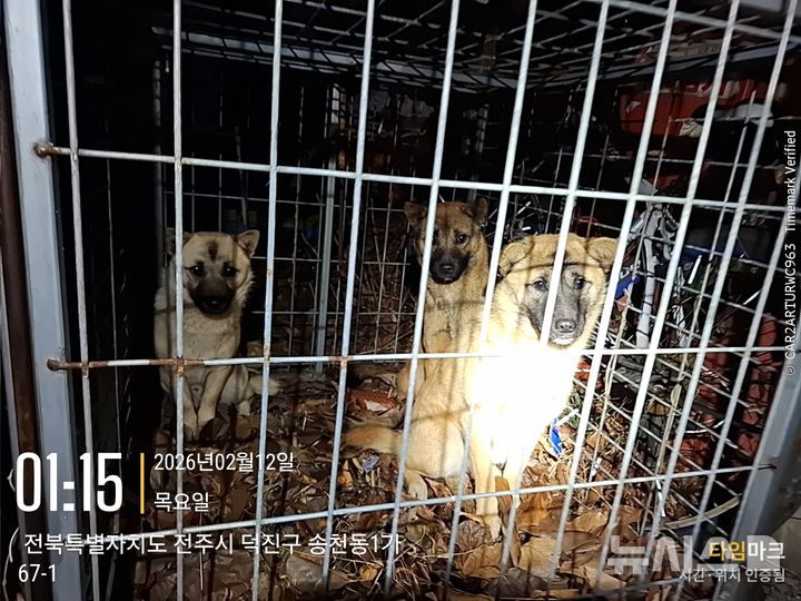 [전주=뉴시스]윤난슬 기자 = 전주시 동물보호팀과 유기동물 포획반이 포획한 들개 3마리. (사진=전주시 제공) photo@newsis.com