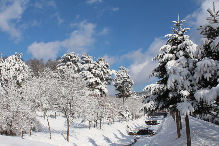 충북 청주시 상당구 미원면 청주미동산수목원의 겨울 풍경. (사진=충북도 제공) *재판매 및 DB 금지