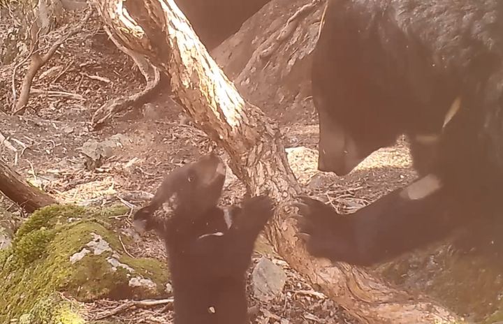 [세종=뉴시스]새끼랑 놀아주는 반달가슴곰 사진이다.(사진=국립공원공단 제공) *재판매 및 DB 금지