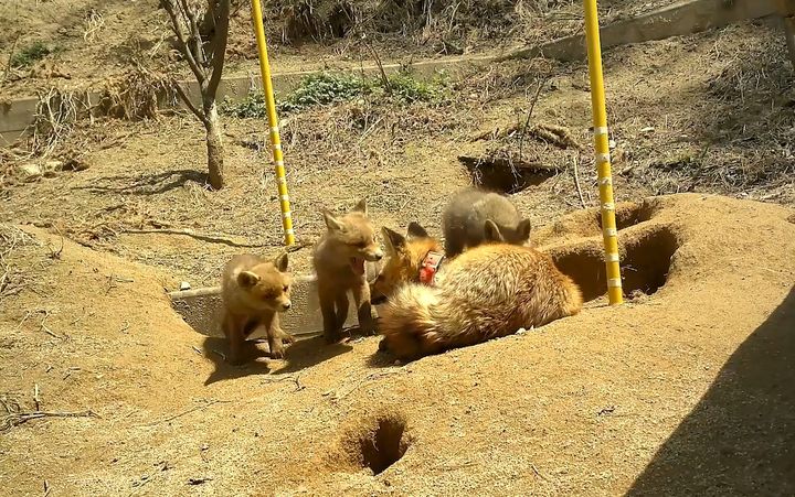 [세종=뉴시스]소백산에서 포착된 여우 가족의 일상 사진이다.(사진=국립공원공단 제공) *재판매 및 DB 금지
