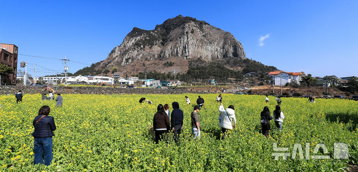 [서귀포=뉴시스] 우장호 기자 = 기온이 올라 포근한 날씨를 보인 12일 제주 서귀포시 안덕면 산방산 인근에 봄의 전령 유채꽃이 활짝 피어나 상춘객들의 시선을 사로 잡고 있다. 2026.02.12. woo1223@newsis.com