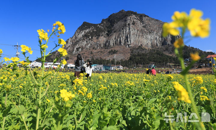 [서귀포=뉴시스] 우장호 기자 = 기온이 올라 포근한 날씨를 보인 12일 제주 서귀포시 안덕면 산방산 인근에 봄의 전령 유채꽃이 활짝 피어나 상춘객들의 시선을 사로 잡고 있다. 2026.02.12. woo1223@newsis.com