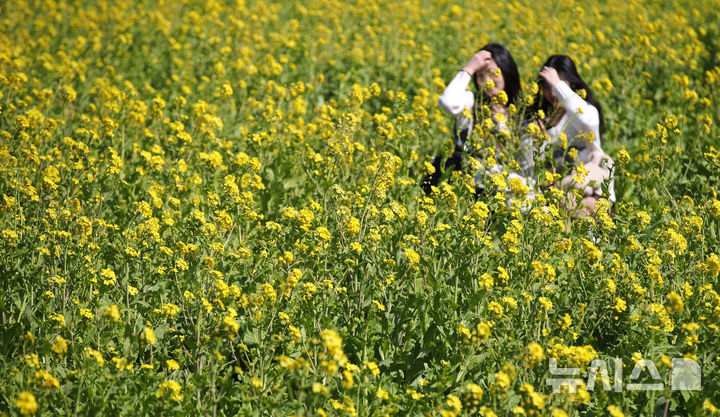 "여긴 봄이네" 포근한 날씨 보인 제주에 유채꽃 활짝 [뉴시스Pic]