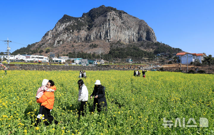 [서귀포=뉴시스] 우장호 기자 = 기온이 올라 포근한 날씨를 보인 12일 제주 서귀포시 안덕면 산방산 인근에 봄의 전령 유채꽃이 활짝 피어나 상춘객들의 시선을 사로 잡고 있다. 2026.02.12. woo1223@newsis.com