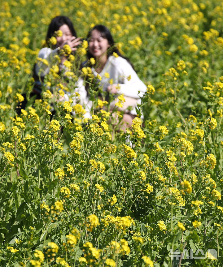[서귀포=뉴시스] 우장호 기자 = 기온이 올라 포근한 날씨를 보인 12일 제주 서귀포시 안덕면 산방산 인근에 봄의 전령 유채꽃이 활짝 피어나 상춘객들의 시선을 사로 잡고 있다. 2026.02.12. woo1223@newsis.com