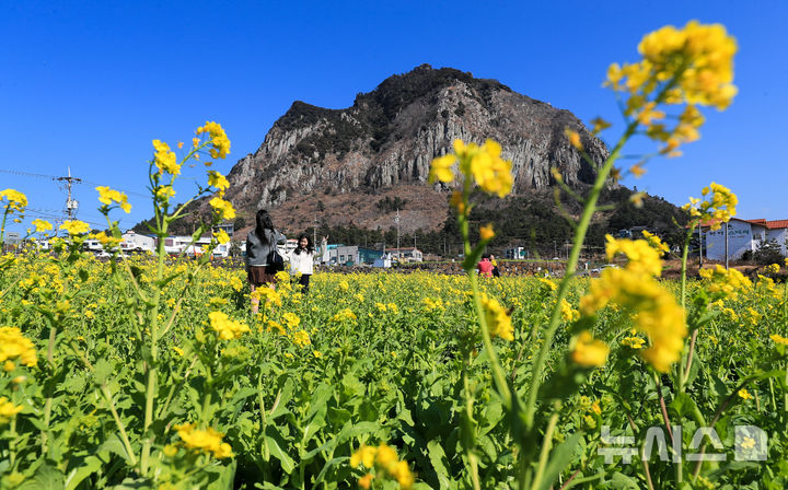 [서귀포=뉴시스] 우장호 기자 = 기온이 올라 포근한 날씨를 보인 12일 제주 서귀포시 안덕면 산방산 인근에 봄의 전령 유채꽃이 활짝 피어나 상춘객들의 시선을 사로 잡고 있다. 2026.02.12. woo1223@newsis.com