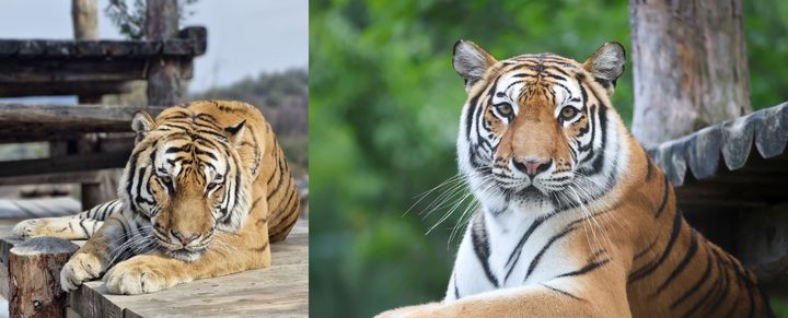 [봉화=뉴시스] 백두산호랑이 '태범'(왼쪽)과 '무궁'. (사진=한국수목원정원관리원 제공) 2026.02.13. photo@newsis.com *재판매 및 DB 금지