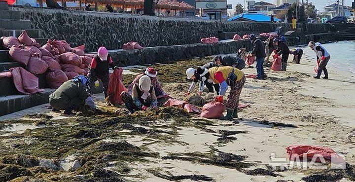 [제주=뉴시스] 최근 계절풍을 타고 제주 연안에 밀려든 괭생이모자반을 집중 수거하는 모습. (사진=제주도 제공) 2026.02.13. photo@newsis.com *재판매 및 DB 금지