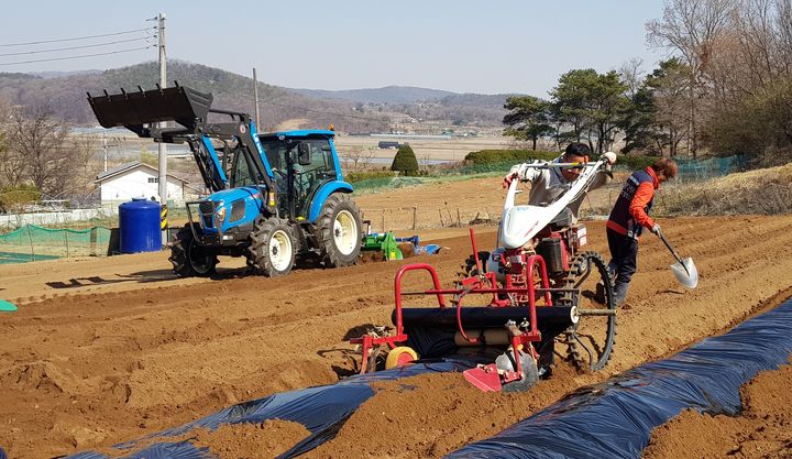 인천 강화군의 밭 농작업 대행 서비스. (사진=강화군 제공) *재판매 및 DB 금지