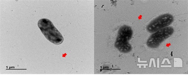 [서울=뉴시스] 충남 태안 갯벌에서 발견된 신종 미생물 아가리보란스 세디미니스의 모습. photo@newsis.com