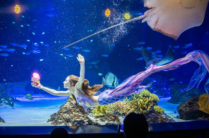 아쿠아플라넷 광교의 '머메이드 쇼'. (사진=아쿠아플라넷) *재판매 및 DB 금지