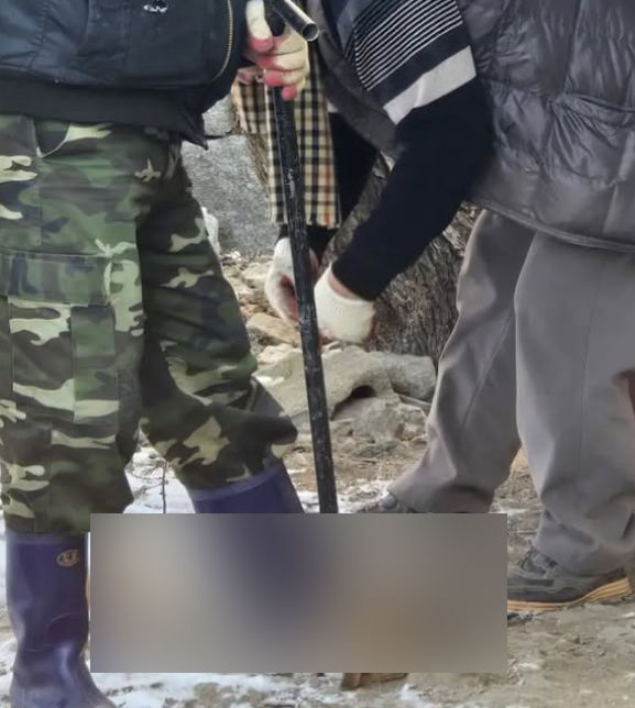 뱃속으로 입양된 강아지 3마리…데려간 그날 잡아먹었다