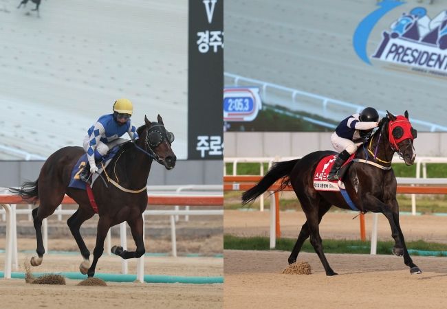 [서울=뉴시스] 15일 제24회 세계일보배에 출전하는 '크라운함성(왼쪽)', '스피드영'. (사진=한국마사회 제공) *재판매 및 DB 금지