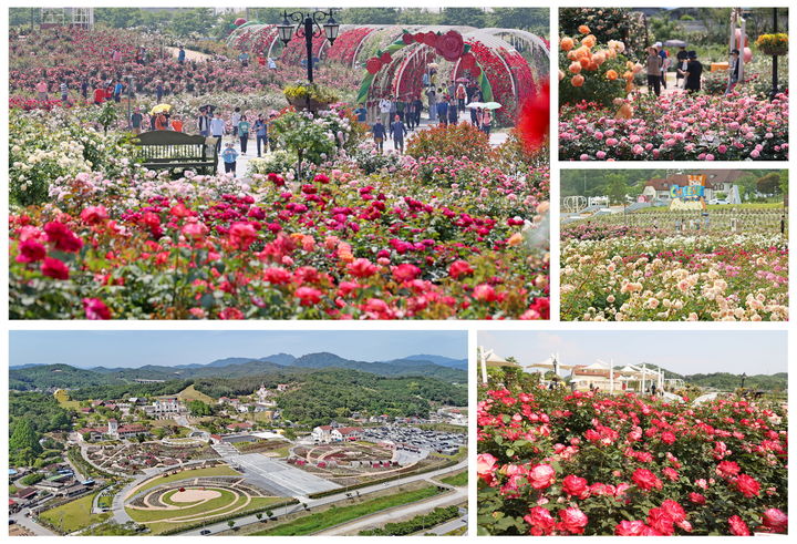 [임실=뉴시스] 임ㅂ실치즈테마파크와 파크 내 장미원 풍경. *재판매 및 DB 금지