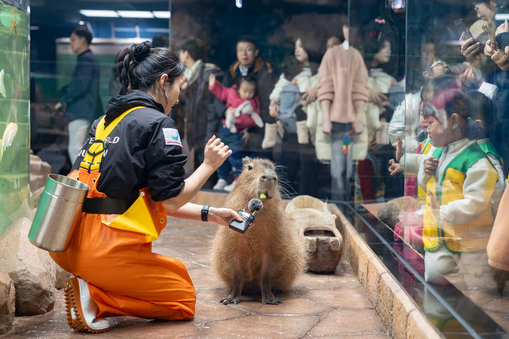 롯데월드 아쿠아리움 ‘카피바라의 오물오물 먹방 시간’. (사진=롯데월드) *재판매 및 DB 금지