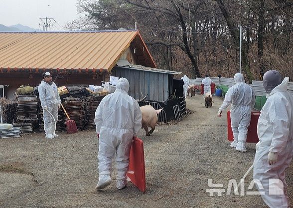 '가축전염병 비상' 화성 ASF·봉화구례 AI 동시 확진…방역 총력전