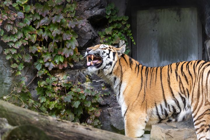 베트남 "호랑이 뼈 팔아 돈 벌려고"…냉동고에 400㎏ 사체 숨긴 남성 체포