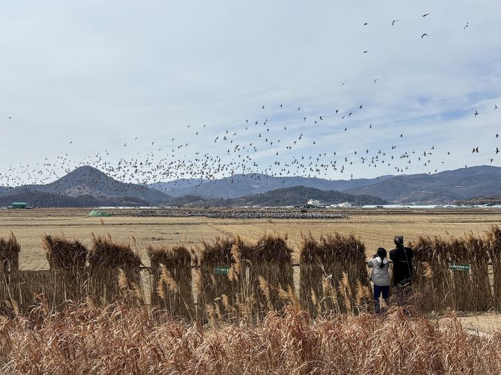 [순천=뉴시스] 설 연휴 순천만습지에서 한 가족이 흑두루미를 관찰하고 있다. (사진=순천시 제공) 2026.02.18. photo@newsis.com *재판매 및 DB 금지
