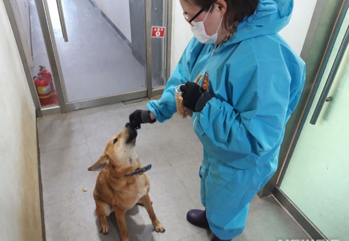 [용인=뉴시스]용인시반려동물센터에서 보호 중인 반려동물(사진=뉴시스 DB)photo@newsis.com *재판매 및 DB 금지