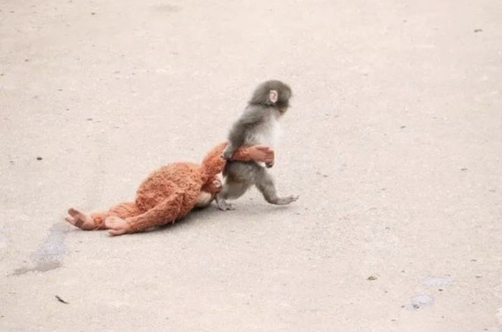 [서울=뉴시스]엄마 대신 인형을 끌고 다니는 새끼 원숭이 펀치.(사진출처: 엑스 캡처) 2026.02.18.