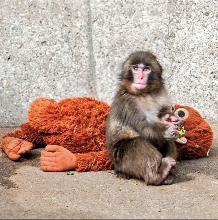[서울=뉴시스]엄마 대신 인형을 끌고 다니는 새끼 원숭이 펀치.(사진출처: 엑스 캡처) 2026.02.18.