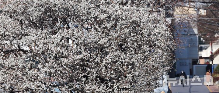  [부산=뉴시스] 하경민 기자 = 설 연휴 마지막 날이자 절기상 우수(雨水)를 하루 앞둔 18일 부산 수영구의 한 주택가에 매화가 활짝 펴 시민들의 눈길을 사로잡고 있다. 2026.02.18. yulnetphoto@newsis.com