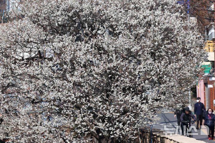  [부산=뉴시스] 하경민 기자 = 설 연휴 마지막 날이자 절기상 우수(雨水)를 하루 앞둔 18일 부산 수영구의 한 주택가에 매화가 활짝 펴 시민들의 눈길을 사로잡고 있다. 2026.02.18. yulnetphoto@newsis.com
