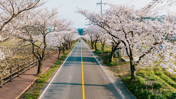 [보령=뉴시스] 보령 주산 벚꽃 모습. (사진=보령시청 제공) 2026.02.21. photo@newsis.com *재판매 및 DB 금지
