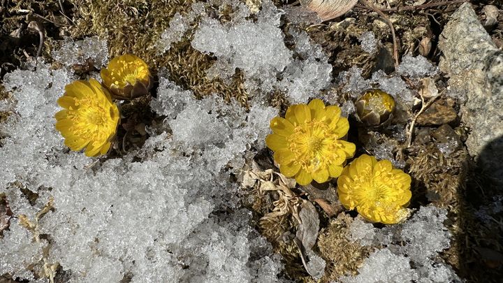 [영주=뉴시스] 소백산국립공원에 봄을 알리는 복수초가 노랗게 피어 있다. (사진=소백산국립공원사무소 제공) 2026.02.19. photo@newsis.com *재판매 및 DB 금지