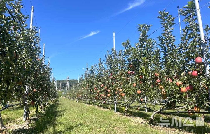 [포항=뉴시스] = 포항시농업기술센터는 3~10월 진행하는 사과다축재배반·사과반·유통마케팅반 3개 과정 총 156명의 수강생을 모집한다. 사진은 포항 스마트 과수원 특화단지. 2026.02.19. photo@newsis.com