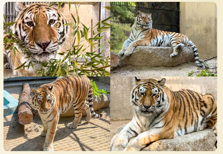 서울대공원 호랑이 폐사, 문 잠금 소홀+2인 1조 지침 위반