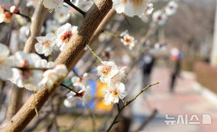 [울산=뉴시스] 배병수 기자 = 완연한 봄날씨를 보인 20일 오전 울산 남구 선암호수공원에 매화가 꽃망울을 터뜨려 봄소식을 전하고 있다. 2026.02.20. bbs@newsis.com.