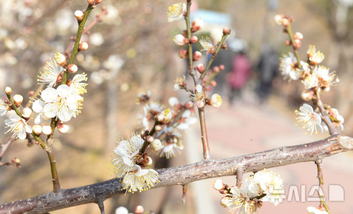 [울산=뉴시스] 배병수 기자 = 완연한 봄날씨를 보인 20일 오전 울산 남구 선암호수공원에 매화가 꽃망울을 터뜨려 봄소식을 전하고 있다. 2026.02.20. bbs@newsis.com.